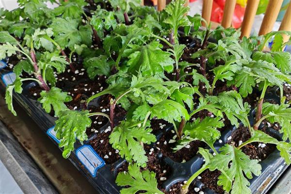 万寿菊如何修剪,幼苗期间可摘心打顶处理