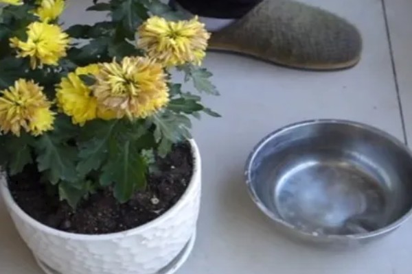 盆栽菊花浇水方法，冬季每个月浇一次