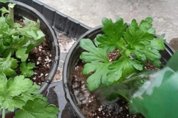 盆栽菊花浇水方法，冬季每个月浇一次