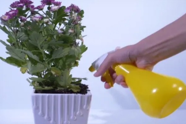 盆栽菊花浇水方法，冬季每个月浇一次