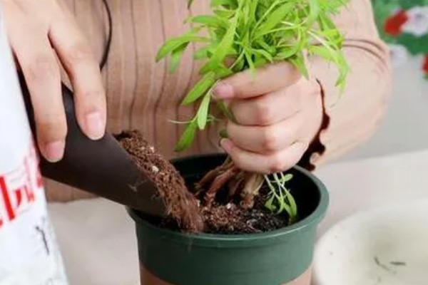 盆栽菊花浇水方法，冬季每个月浇一次