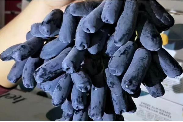 蓝宝石葡萄的简介,果粒大且口感甜脆