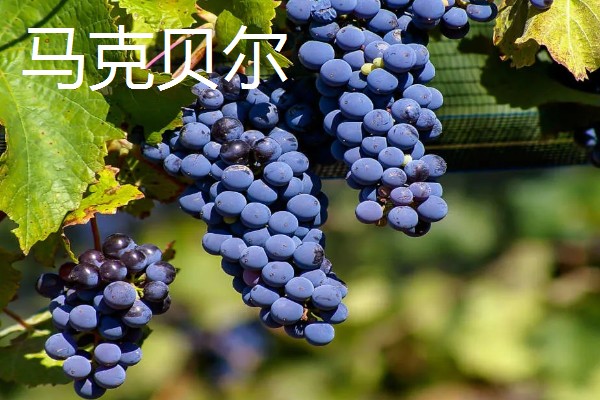 哪些葡萄可以酿制红葡萄酒，包括赤霞珠、多塞托等品种