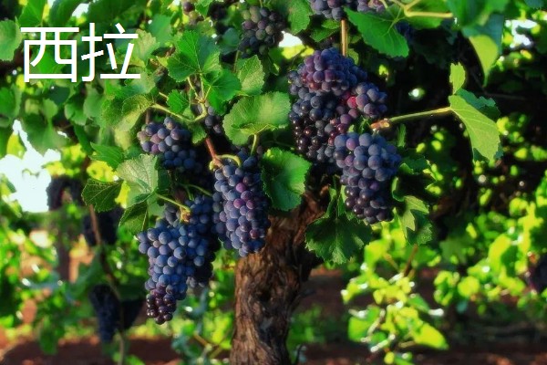 哪些葡萄可以酿制红葡萄酒，包括赤霞珠、多塞托等品种