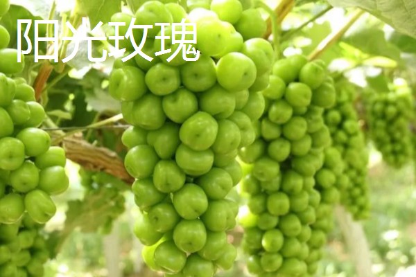 哪些葡萄可以酿制红葡萄酒，包括赤霞珠、多塞托等品种