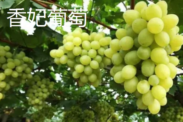 哪些葡萄可以酿制红葡萄酒，包括赤霞珠、多塞托等品种