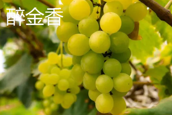 哪些葡萄可以酿制红葡萄酒，包括赤霞珠、多塞托等品种