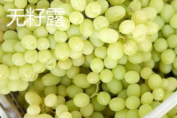 哪些葡萄可以酿制红葡萄酒，包括赤霞珠、多塞托等品种