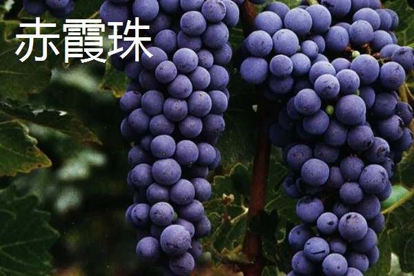 哪些葡萄可以酿制红葡萄酒，包括赤霞珠、多塞托等品种