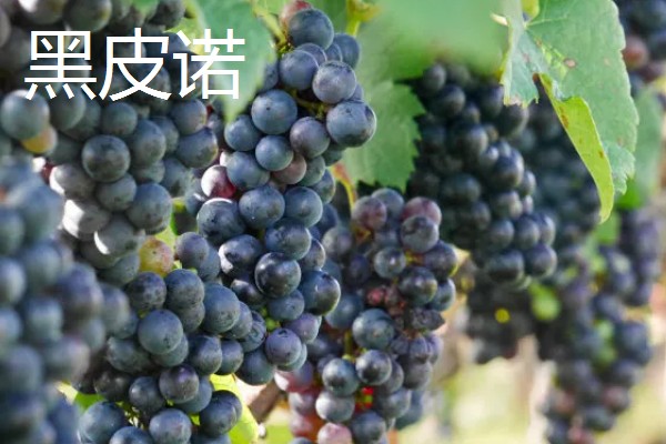 哪些葡萄可以酿制红葡萄酒，包括赤霞珠、多塞托等品种