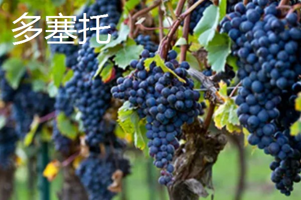 哪些葡萄可以酿制红葡萄酒，包括赤霞珠、多塞托等品种