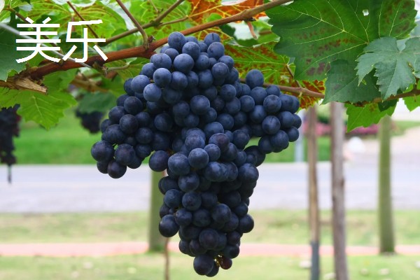 哪些葡萄可以酿制红葡萄酒，包括赤霞珠、多塞托等品种