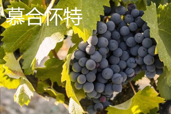 哪些葡萄可以酿制红葡萄酒，包括赤霞珠、多塞托等品种