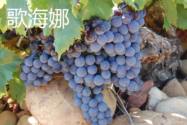 哪些葡萄可以酿制红葡萄酒，包括赤霞珠、多塞托等品种