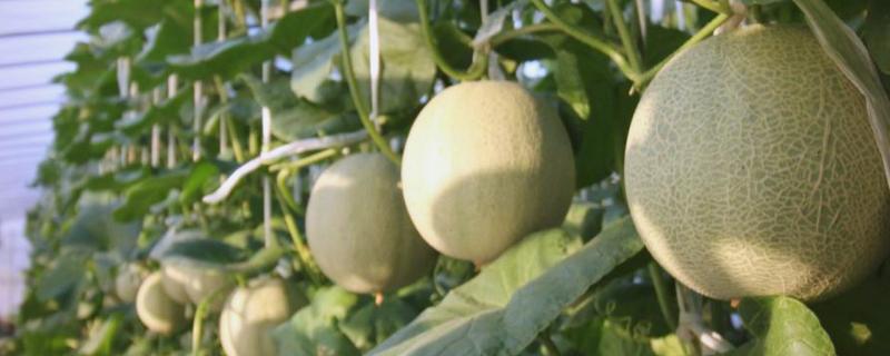 大田露地甜瓜的种植技术，可春播也可秋播