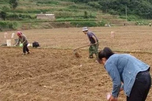 大田露地甜瓜的种植技术，可春播也可秋播