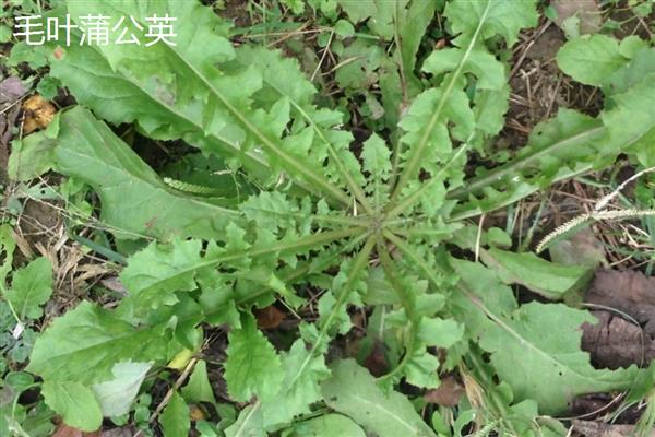 蒲公英是不是花,属于菊科多年生草本植物