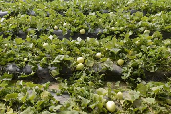 大田露地甜瓜的种植技术，可春播也可秋播