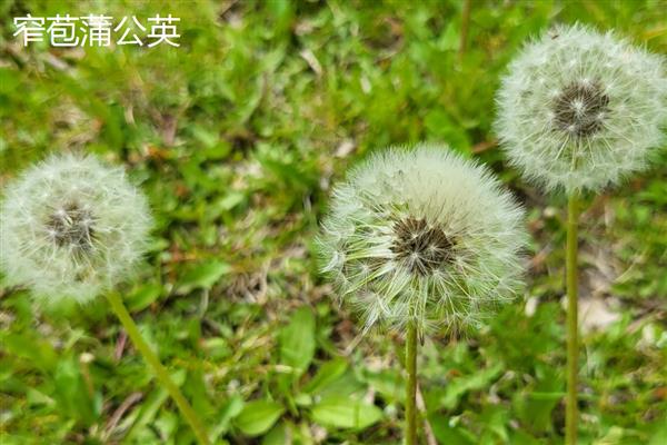 蒲公英是不是花,属于菊科多年生草本植物
