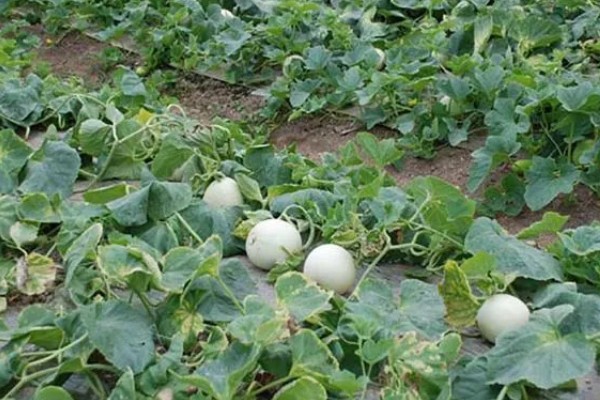 大田露地甜瓜的种植技术，可春播也可秋播