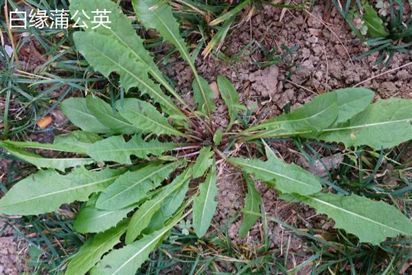 蒲公英是不是花,属于菊科多年生草本植物