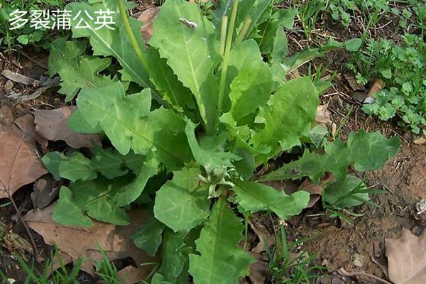 蒲公英是不是花,属于菊科多年生草本植物