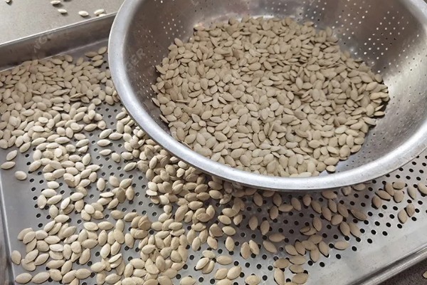 大田露地甜瓜的种植技术，可春播也可秋播