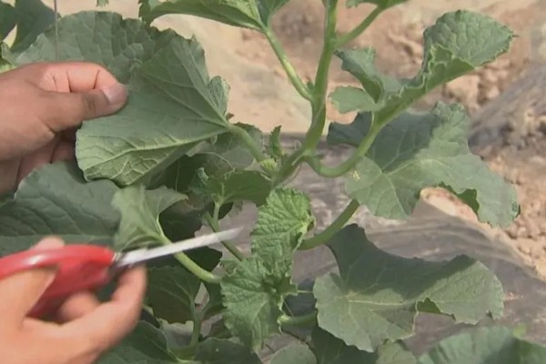 大田露地甜瓜的种植技术，可春播也可秋播