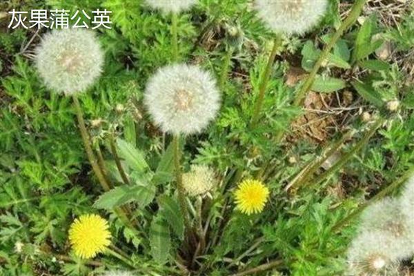 蒲公英是不是花,属于菊科多年生草本植物