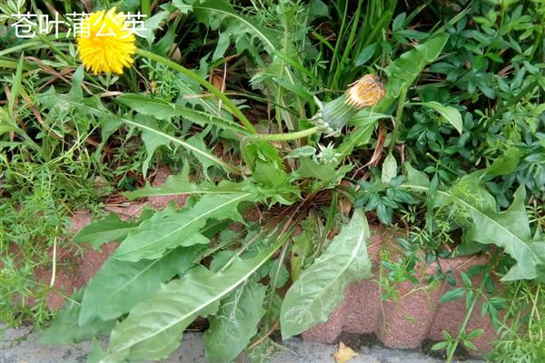 蒲公英是不是花,属于菊科多年生草本植物