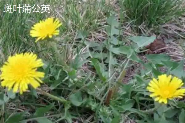 蒲公英是不是花,属于菊科多年生草本植物