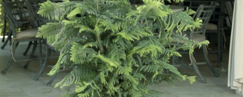 南洋杉怎么养殖，春秋季节每隔3天浇一次水