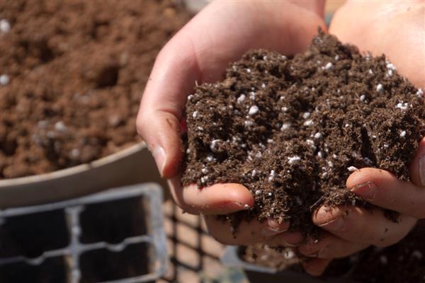 南洋杉怎么养殖,春秋季节每隔3天浇一次水