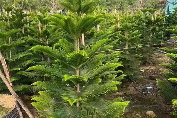 南洋杉怎么养殖,春秋季节每隔3天浇一次水