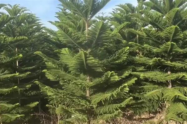 南洋杉怎么养殖,春秋季节每隔3天浇一次水