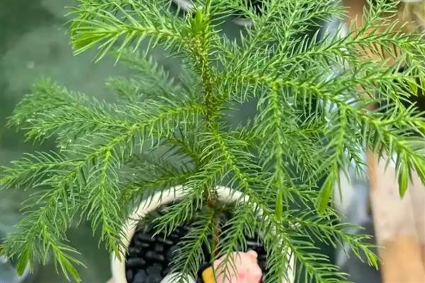 南洋杉怎么养殖,春秋季节每隔3天浇一次水