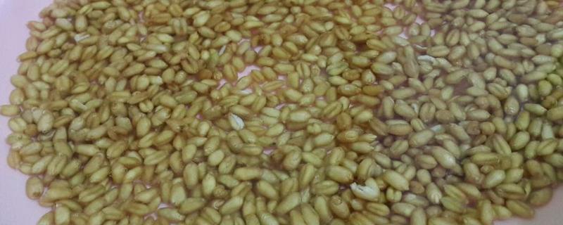 小麦种子要泡多久才可以种，要浸泡5-12小时左右