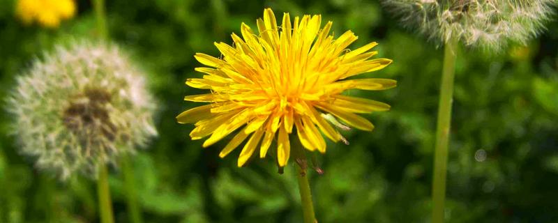 蒲公英是不是花,属于菊科多年生草本植物