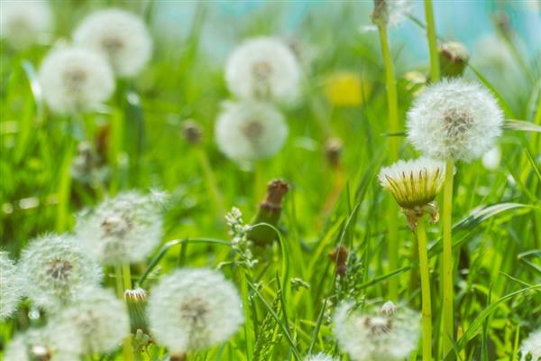 蒲公英是不是花,属于菊科多年生草本植物
