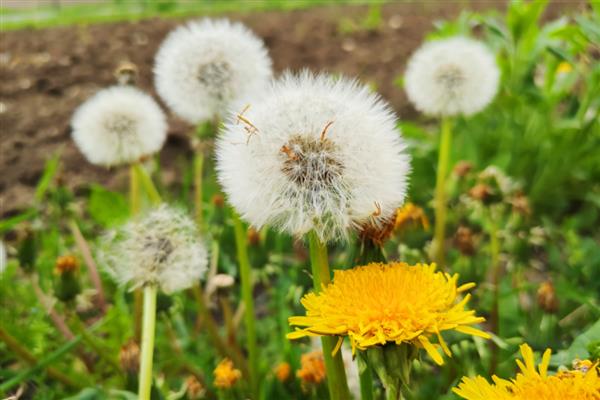 蒲公英是不是花,属于菊科多年生草本植物