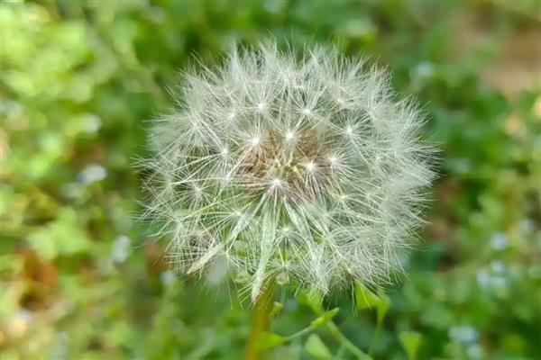 蒲公英是不是花,属于菊科多年生草本植物