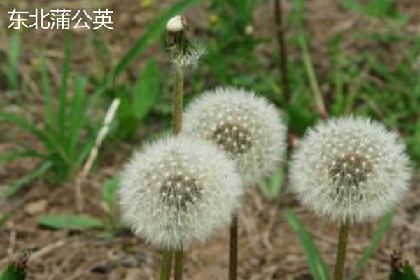 蒲公英是不是花,属于菊科多年生草本植物