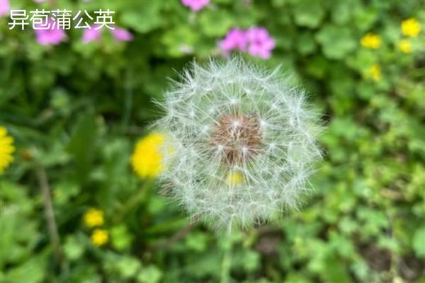 蒲公英是不是花,属于菊科多年生草本植物