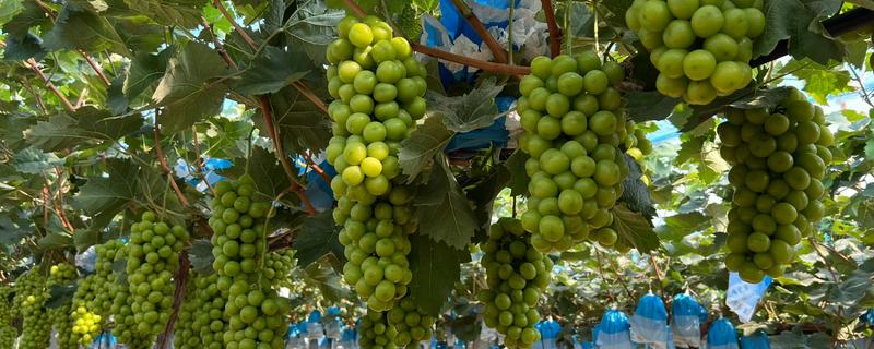 北方庭院葡萄如何修剪，花果期前可将枝头上的嫩芽去除