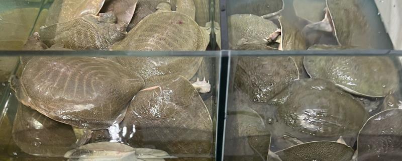 甲鱼在水里能憋多久会死，2个小时左右就会死