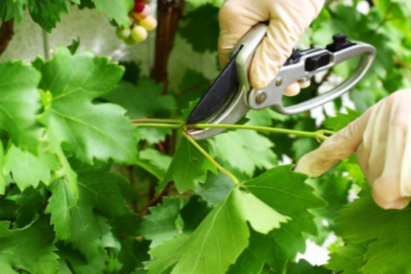 北方庭院葡萄如何修剪，花果期前可将枝头上的嫩芽去除