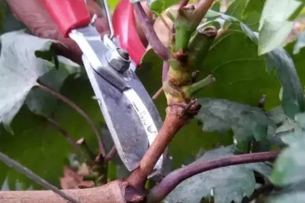 北方庭院葡萄如何修剪，花果期前可将枝头上的嫩芽去除