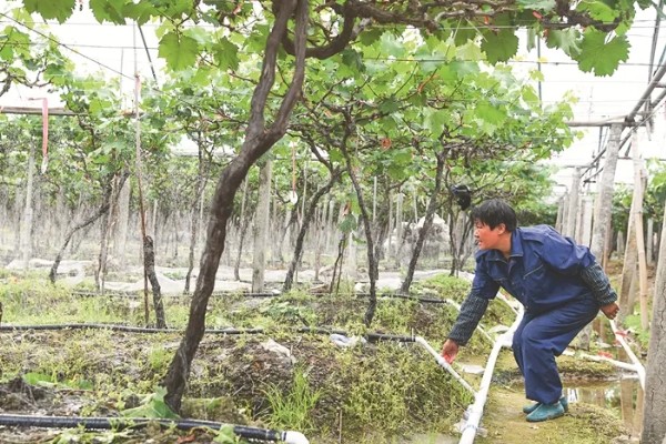 北方庭院葡萄如何修剪，花果期前可将枝头上的嫩芽去除
