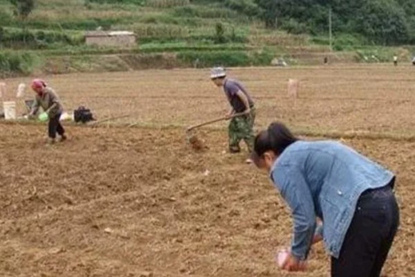 北方庭院葡萄如何修剪，花果期前可将枝头上的嫩芽去除