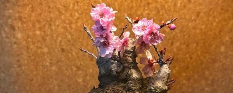 盆栽梅花的浇水方法，等土壤发白时再浇